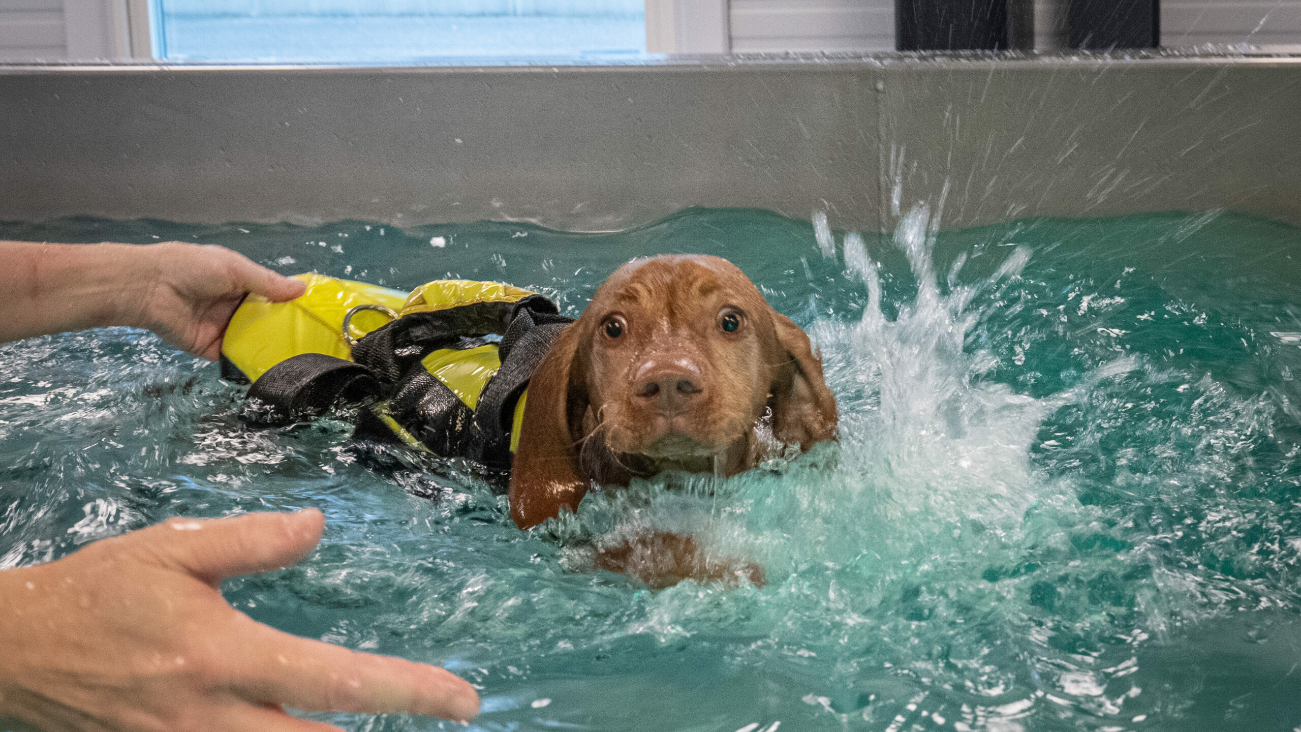 Puppyswim